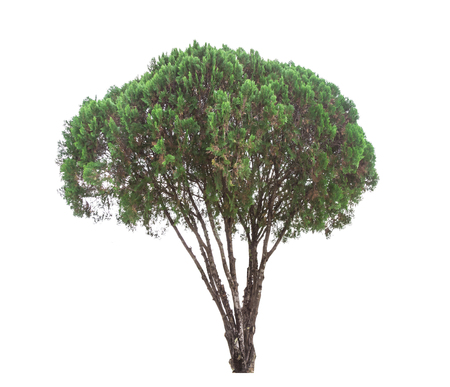 Tree on a white backgroundの写真素材