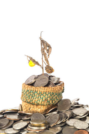 Money concept, dried plant on top of coins isolated on white background.の写真素材