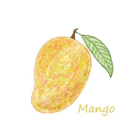 mango on a white background. vector illustration.のイラスト素材