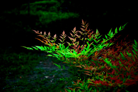 green plantの写真素材