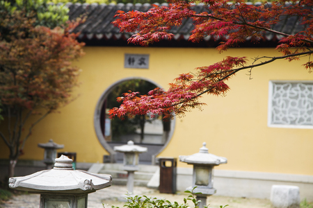 maple leaves at the templeの写真素材