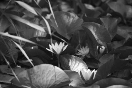 Water lilies blooming in a pond in a Chinese gardenの写真素材