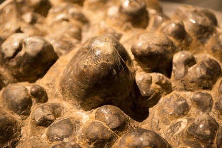 Dinosaur egg fossil close-up in the Natural Museumのeditorial素材