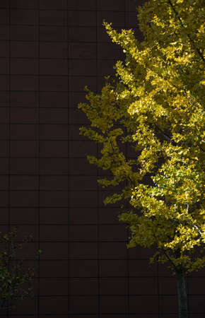 The sun shines on the golden leaves of the ginkgo tree in front of the red wall