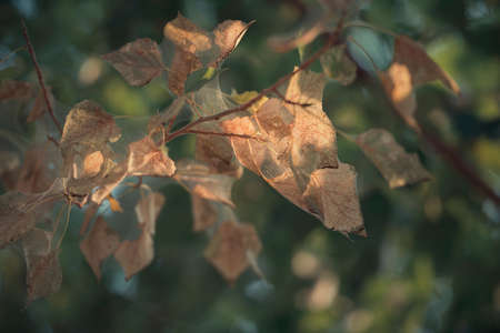 Hawthorn fruit slowly turning red in autumn