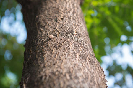 Sunset shines on a snail perching on a tree trunkの写真素材