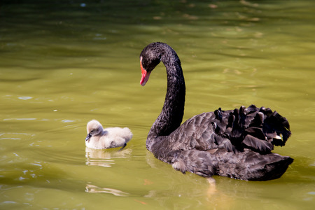 black swanの写真素材