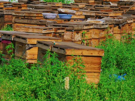 Beehives with bees, on the grass outdoors