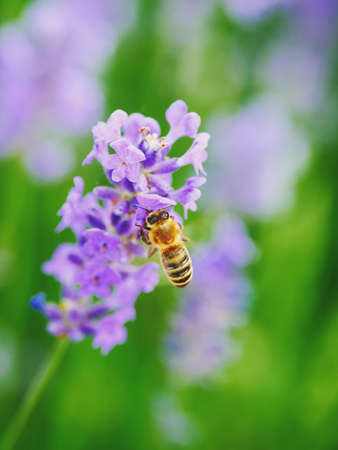 Bee collecting nectar on lavender flower