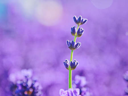 Close-up of lavender flowers, beautiful and romantic