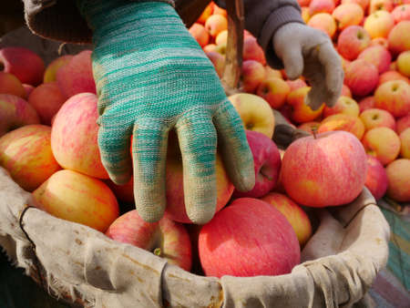 Red ripe apples in the basket under the apple orchard tree, pickingの写真素材