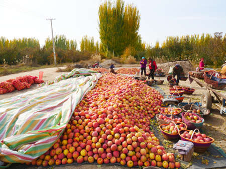 Red ripe apples in the basket under the apple orchard tree, pickingのeditorial素材