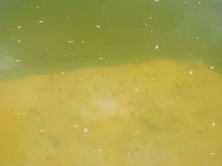 Shoal of small tiny fish in summer