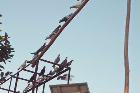Pigeon resting on a wooden poleの写真素材