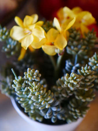Succulents flower pots interior decorationの写真素材