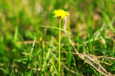 Dandelion small yellow flowers in the wild in spring