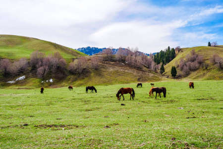 Snow mountain grassland horse herd cattle herd