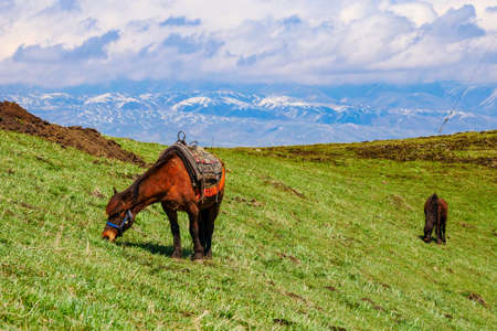 Snow mountain grassland horse herd cattle herdの写真素材