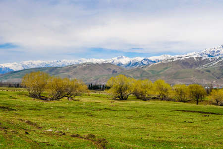 Green snow mountain grassland in spring, Cattle and sheep grazing