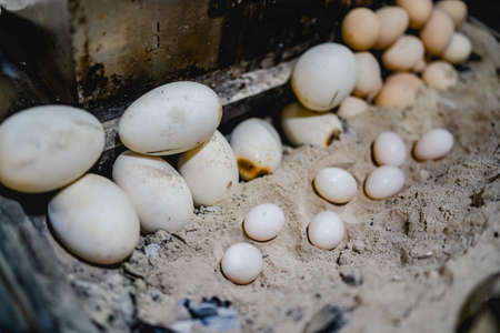 Charcoal grilled eggs, middle Eastern cuisineの写真素材
