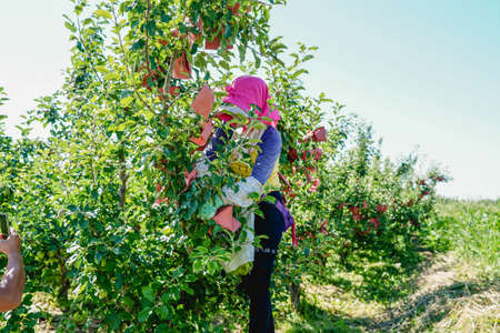 Fruit tree planting technology, the fruit is protected by paper bags and effective lightの写真素材