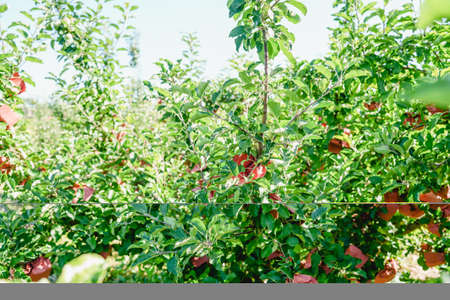 Fruit tree planting technology, the fruit is protected by paper bags and effective light