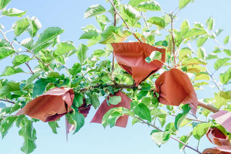 Fruit tree planting technology, the fruit is protected by paper bags and effective lightの写真素材