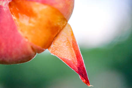 Freshly picked flat peaches, ecological green peach plantingの写真素材