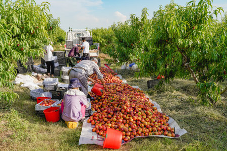 Picking nectarines from the orchardの写真素材