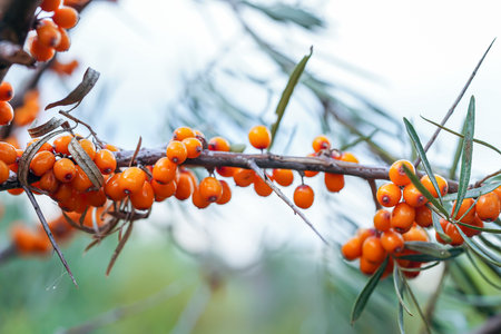 Outdoor sea buckthorn berries, ripe in autumnの写真素材