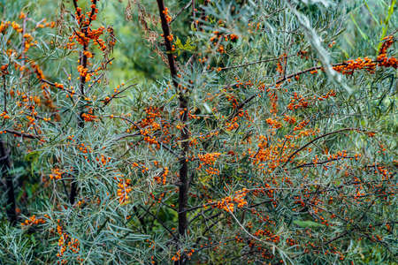 Outdoor sea buckthorn berries, ripe in autumn