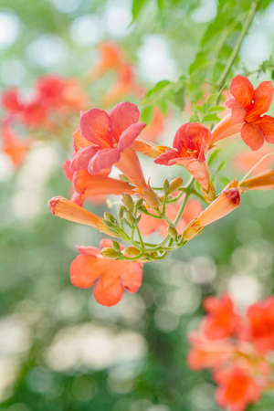 Trumpet Vine flowering Orange, Beautiful plants in summerの写真素材