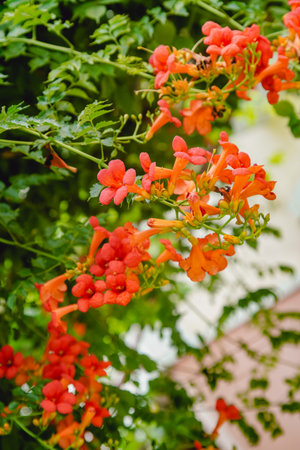 Trumpet Vine flowering Orange, Beautiful plants in summerの写真素材