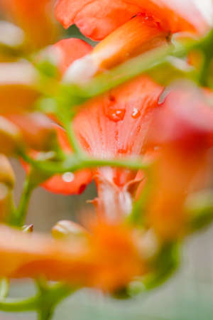 Trumpet Vine flowering Orange, Beautiful plants in summerの写真素材