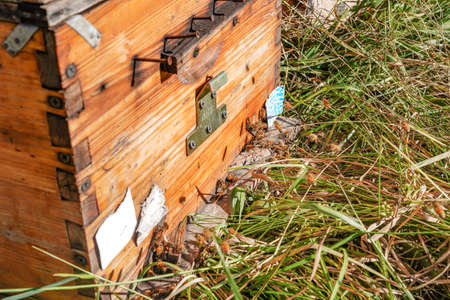 Outdoor grassland beekeeping beehive
