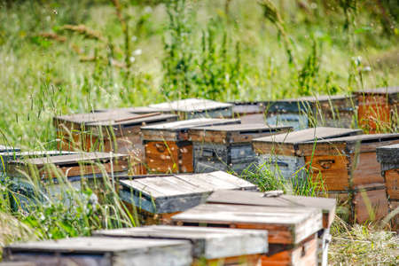 Outdoor grassland beekeeping beehiveの写真素材