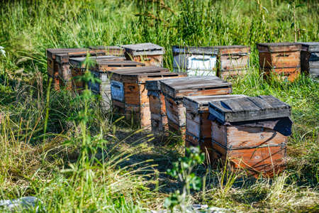 Manually obtain royal jelly, natural foodの写真素材