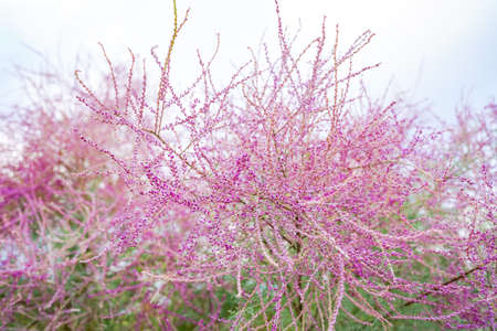 Outdoor plant tamarisk blooming