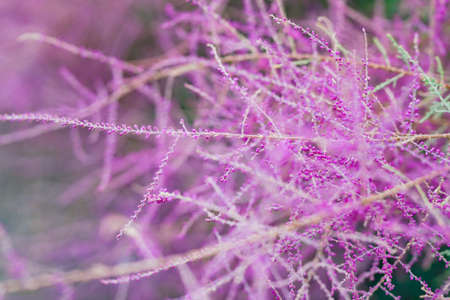 Outdoor plant tamarisk blooming