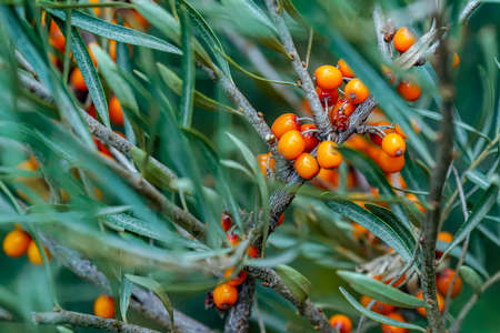 Outdoor sea buckthorn berries, ripe in autumn