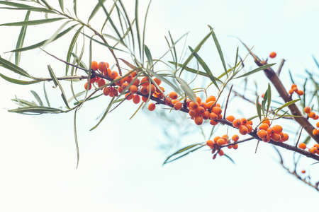 Outdoor sea buckthorn berries, ripe in autumnの写真素材