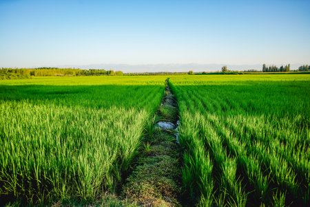 Green rice field, ecological agriculture organic plantingの写真素材