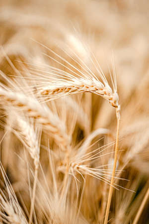 Ripe golden wheat, wheat earsの写真素材
