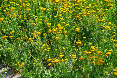 Milfoil harvested in the plantation, vanilla plants bloom in large areas