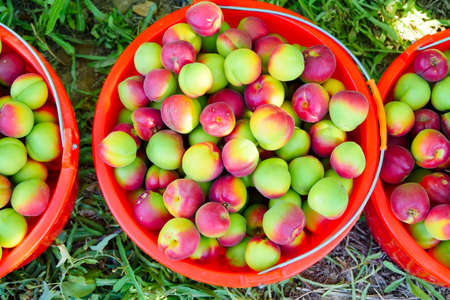 Red apricots harvested in the orchardの写真素材
