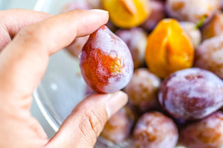 Indoor studio fresh prunes close-up