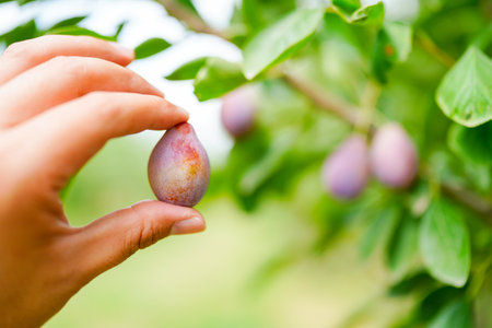 Ripe plums on the branches of the orchard, Prunus domesticaの写真素材
