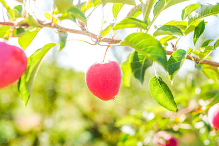 Ripe red begonia fruits on the tree in autumnの写真素材