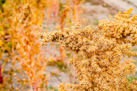 Ripe Quinoa Harvest in Autumn Fieldの写真素材