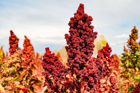 Ripe Quinoa Harvest in Autumn Fieldの写真素材